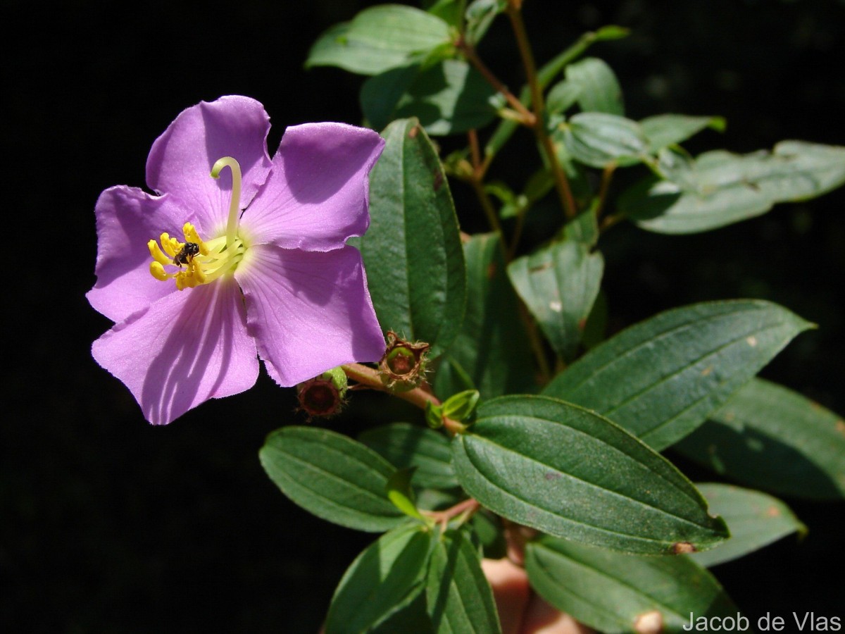 Osbeckia aspera Blume
